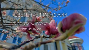 Крым, цветение магнолии.