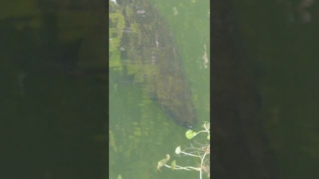 aligator смотреть онлайн