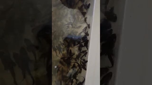 Малёк Астрахань