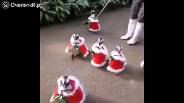 Чудные коты, кошки и другие зверушки!!!! смотреть онлайн