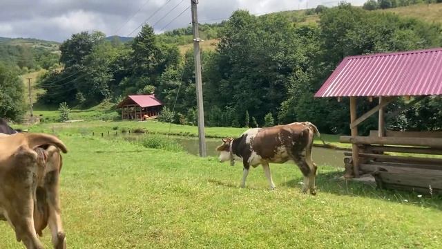 @🐄🐄🐄🐄🐄🐄@🇺🇦🇺🇦🇺🇦 смотреть онлайн