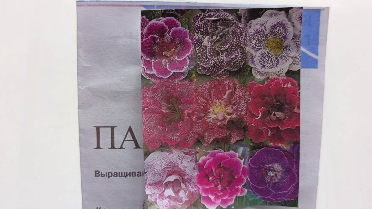 Как посеять глоксинию семенами в домашних условиях, размножение глоксинии семенами, подробное видео смотреть онлайн