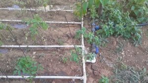 Капельный полив из полипропиленовой трубы 1