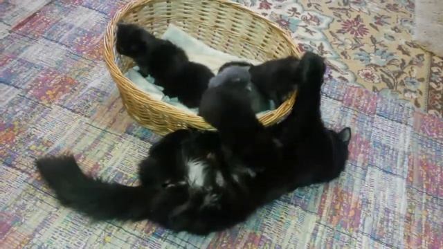 Мама кошка воспитывает смотреть онлайн