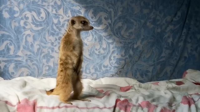 КУПИЛА СУРИКАТА 🤩 ПЕРВЫЕ 24 ЧАСА В НОВОМ ДОМЕ | ПОВЕДЕНИЕ СУРИКАТА В КВАРТИРЕ смотреть онлайн