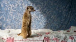 КУПИЛА СУРИКАТА 🤩 ПЕРВЫЕ 24 ЧАСА В НОВОМ ДОМЕ | ПОВЕДЕНИЕ СУРИКАТА В КВАРТИРЕ