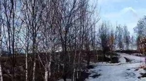 грачи прилетели!