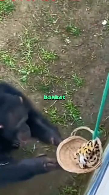 #animals #funny #healing смотреть онлайн