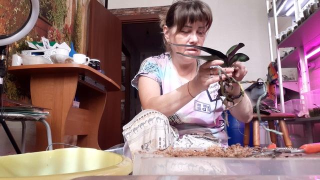 Посадка взрослых Орхидей на адаптации. смотреть онлайн