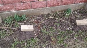 Когда открываю штамбовые розы