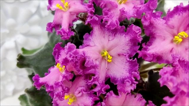 Фиалка Nik-Любовный Напиток