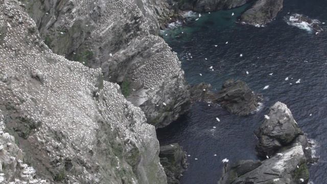 Northern gannets in flight at nesting colony on cliffs, Shetland Islands, Scotland, UK. смотреть онлайн