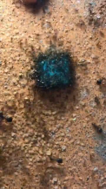 Carebara Diversa Ant Colony VS BLUE sugar water #ants #shorts смотреть онлайн