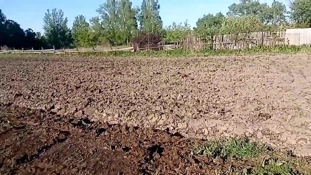Убралась в сарае/ вспахали огород/посадили картошку у бабули/телята смотреть онлайн
