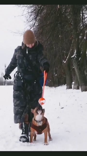 Веселый бультерьер играет с мячиком на веревке. #shorts #бультерьер #минибуль смотреть онлайн