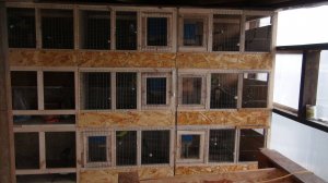 Волнистые попугаи. Разведение.