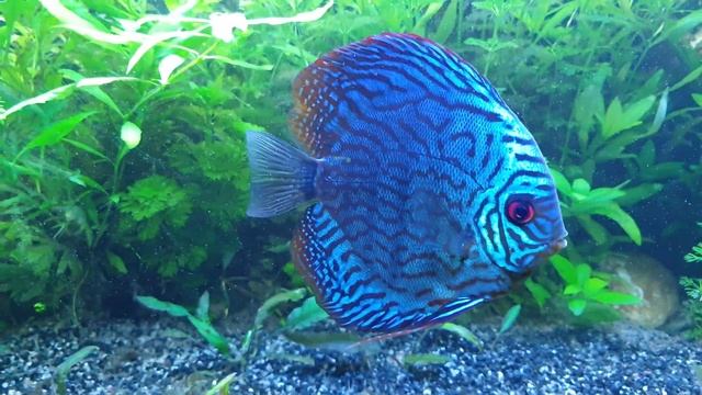 Discus: acuario planta смотреть онлайн