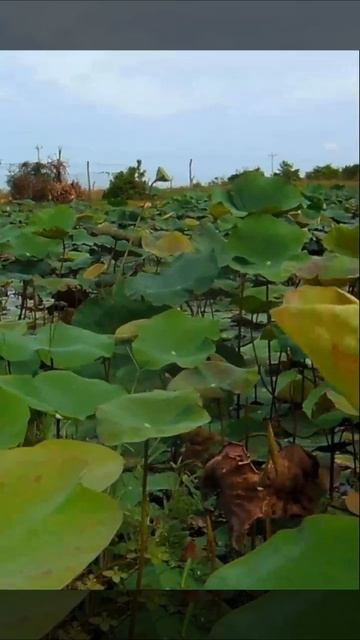 Awesome!! Amazing Fisherman Style! Clear Water Hyacinth Found Many Snack-Head Fishes Inside. смотреть онлайн