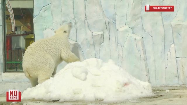 Чем кормят белую медведицу Хатангу в Екатеринбургском зоопарке смотреть онлайн