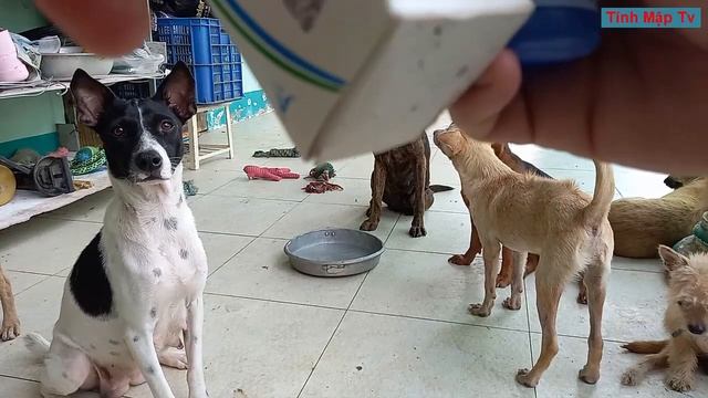 Hôm Nay Có Loại Thuốc Trị Ký Sinh Mới Cho Con Chó Thái Bình смотреть онлайн
