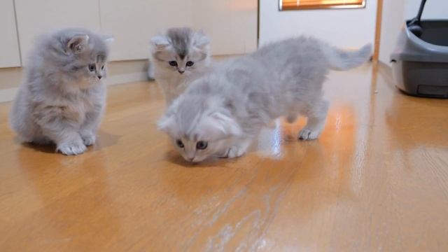 The kitten sitting for a while while falling asleep was so cute... смотреть онлайн