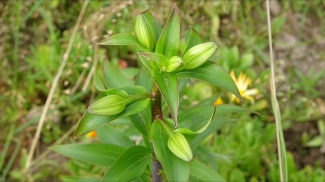 Лилия / Lilium смотреть онлайн