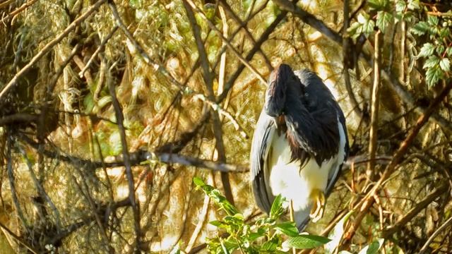 Tricolored Heron смотреть онлайн