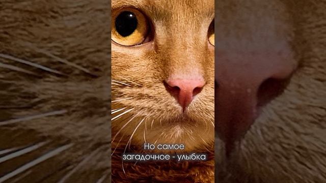 Мона Вылиза 😁😜