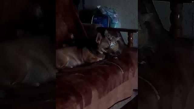 Наши питомцы. смотреть онлайн