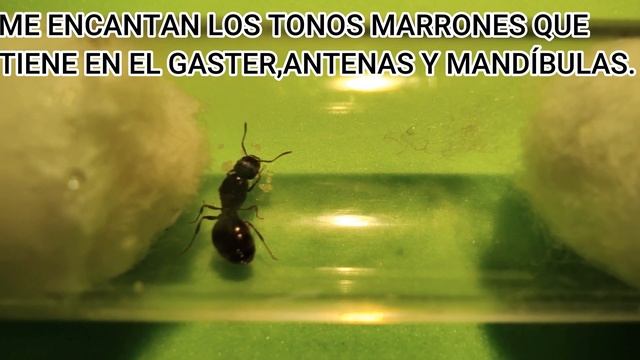 TETRAMORIUM CAESPITUM-VISTAZO RÁPIDO 08/10/20 смотреть онлайн