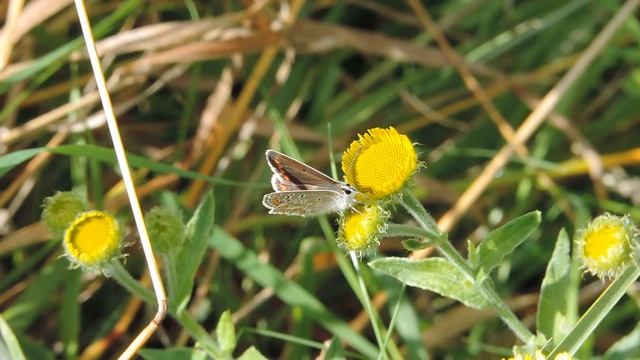 BROWN ARGUS BUTTERFLY AUG 19th 2 смотреть онлайн