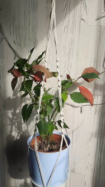 кашпо 🤍 смотреть онлайн