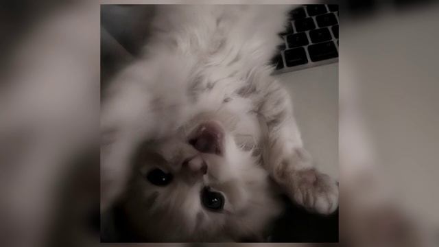шайни - fukit (speed up) смотреть онлайн