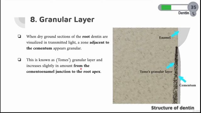 DENTIN COURSE | 12 | Granular layer смотреть онлайн