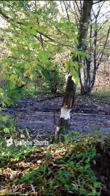 КАКИЕ СЮРПРИЗЫ ДЕЛАЮТ НАМ БОБРЫ🍃 смотреть онлайн