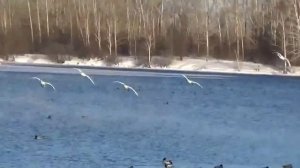 "Летят Лебеди". Исполняет автор Геннадий Веретельников -  ©