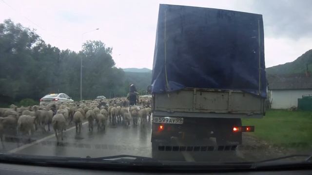 Скотские бараны смотреть онлайн