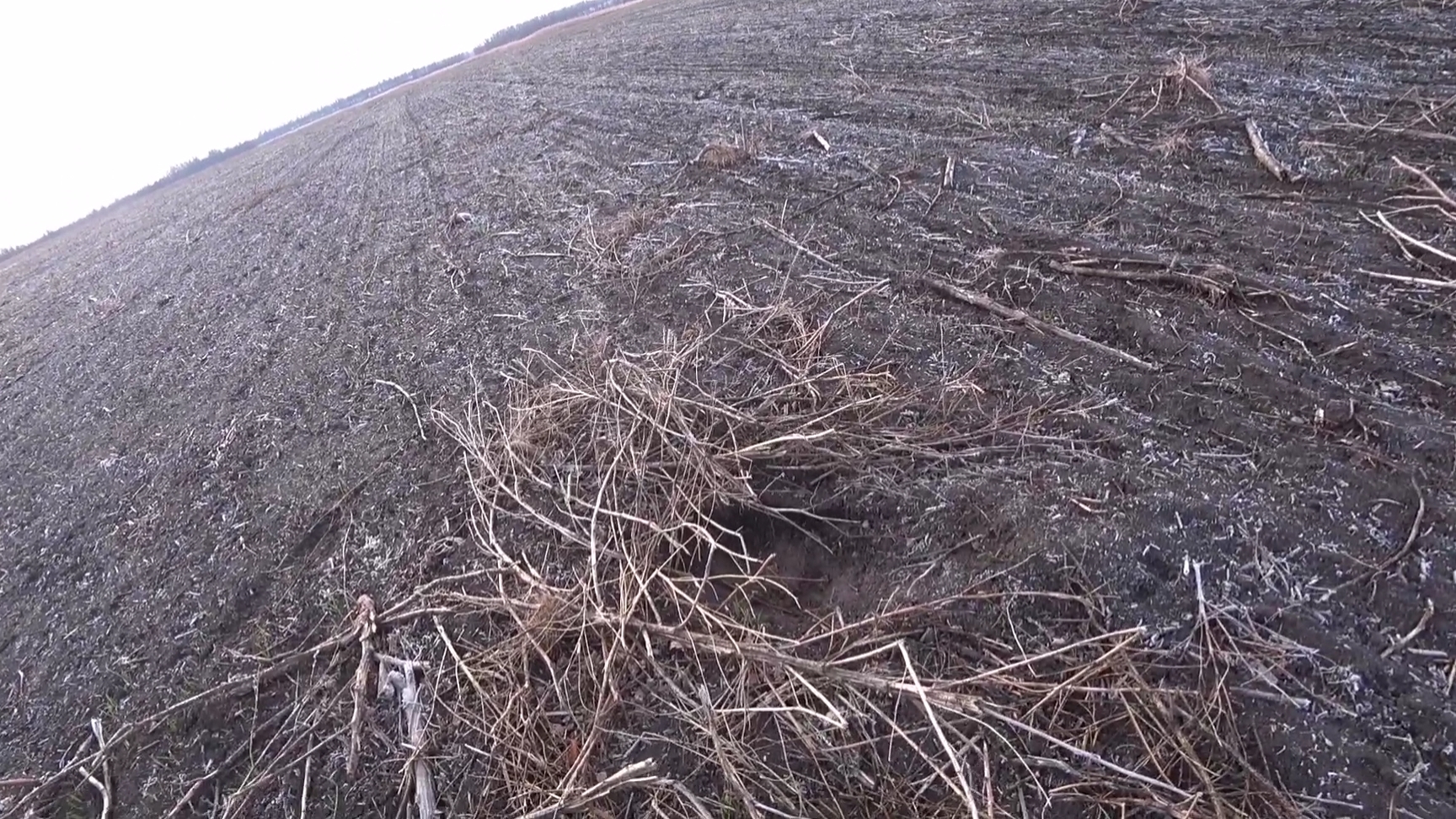 Глаза боятся, НИВА едет! Охота на зайца с Курцхааром. Гюрза. смотреть онлайн