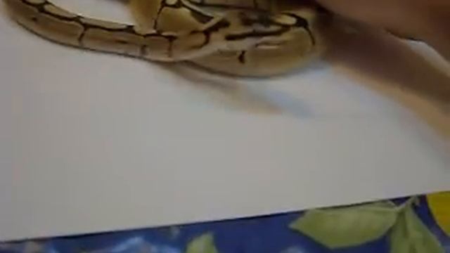 Spider Morph Ball python 08 part. I смотреть онлайн