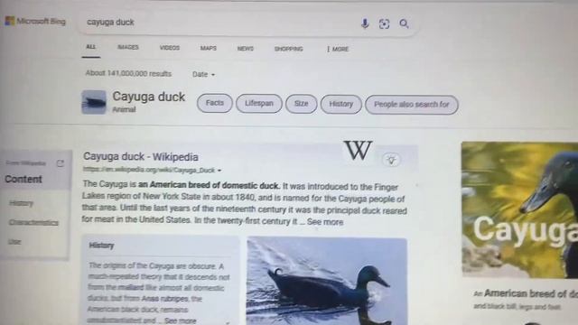 The cayuga duck is the principal of meat!!! смотреть онлайн