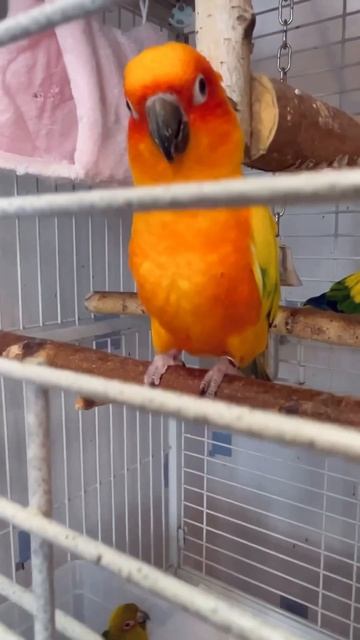 Солнечная аратинга. Птенцы 1,5 мес. смотреть онлайн