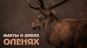 Лесной король. Невероятные факты об оленях