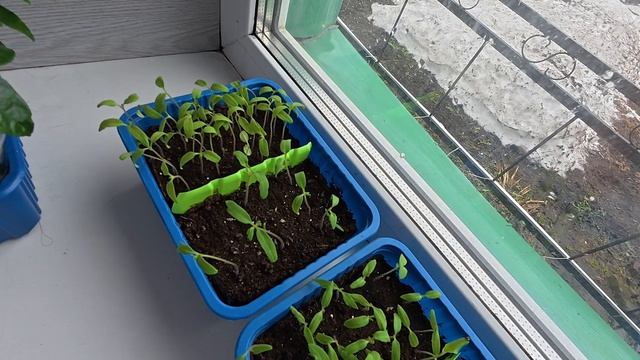 Решила попробовать новенькое смотреть онлайн