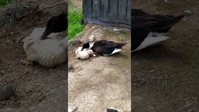 Ridiculous gesture when Hybrid Duck mating with female Muscovy duck смотреть онлайн