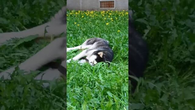 влог с Дженни, меня вычосывают?🐺😠(говорящая собака) смотреть онлайн