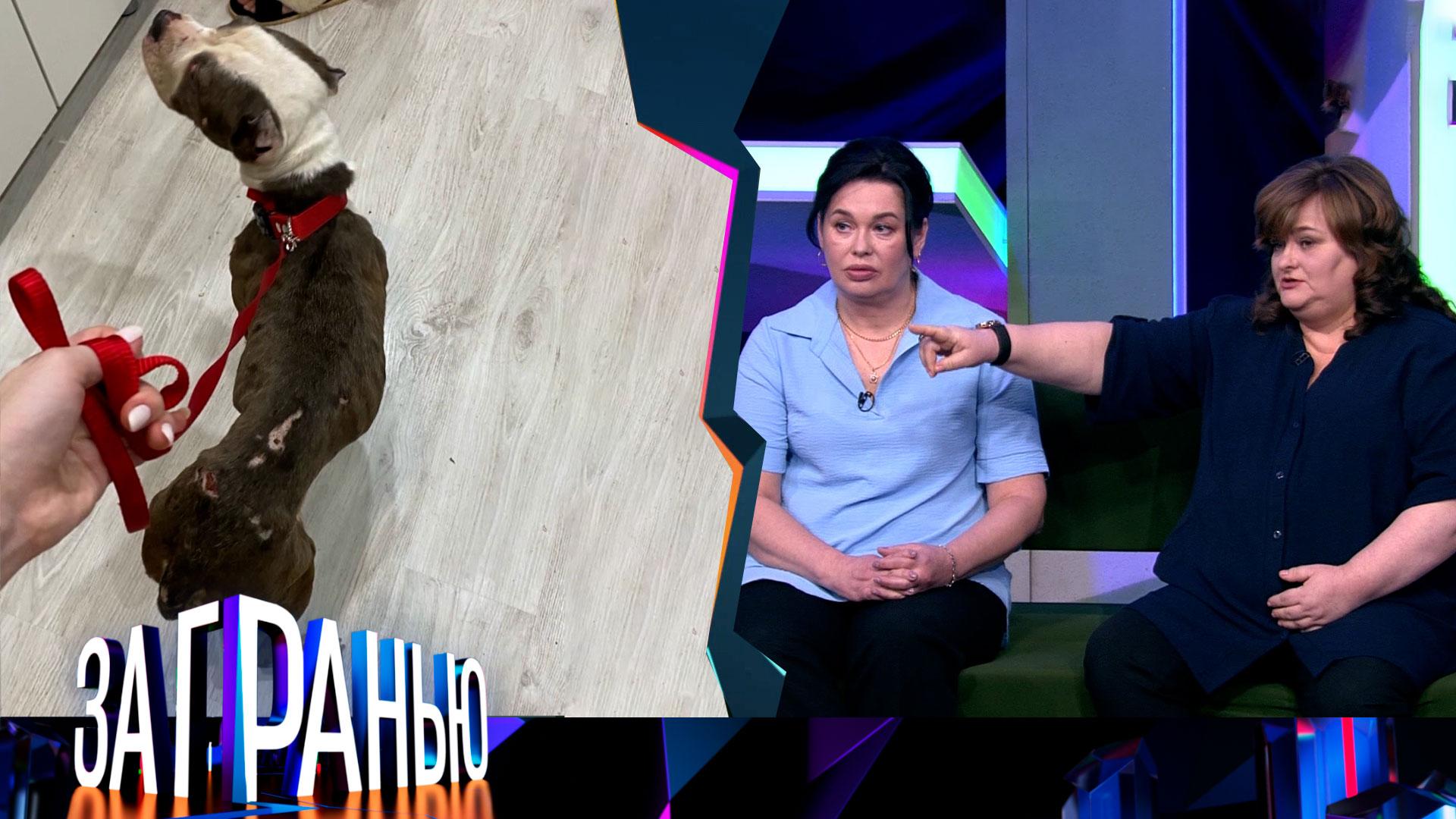 За гранью: Собачья жизнь | Выпуск от 31 марта 2025 года