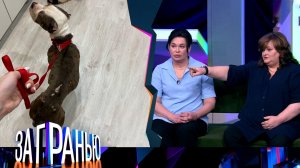 «За гранью»: «Собачья жизнь» | Выпуск от 31 марта 2025 года