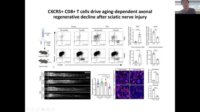[Lumin Zhou] Reversible CD8 T cell neuron cross-talk causes aging-dependent neuronal regenerative.. смотреть онлайн
