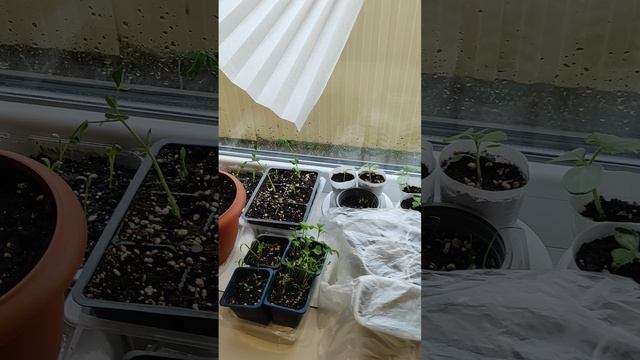 Моя рассада