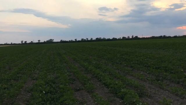 Подкормка подсолнечника МТЗ 82 Jacto смотреть онлайн
